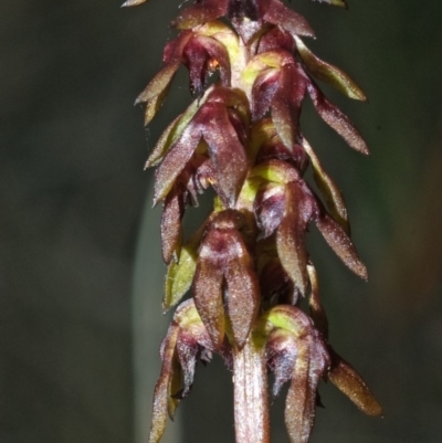 Corunastylis woollsii (Dark Midge Orchid) at Tomerong, NSW - 8 Jan 2012 by AlanS
