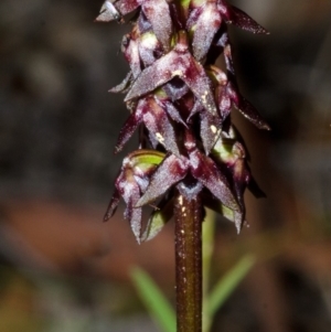 Corunastylis woollsii at Yerriyong, NSW - suppressed