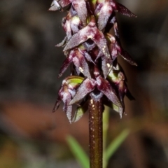 Corunastylis woollsii (Dark Midge Orchid) at Jerrawangala National Park - 23 Feb 2013 by AlanS