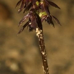 Corunastylis woollsii (Dark Midge Orchid) at Yerriyong, NSW - 12 Mar 2008 by AlanS