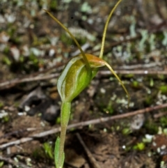 Pterostylis pedoglossa (Prawn Greenhood) at Morton National Park - 2 May 2014 by AlanS