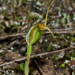 Pterostylis pedoglossa at Sassafras, NSW - suppressed