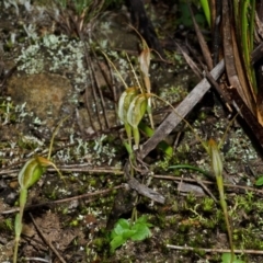 Pterostylis pedoglossa at Sassafras, NSW - 3 May 2014