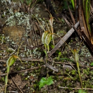 Pterostylis pedoglossa at Sassafras, NSW - suppressed