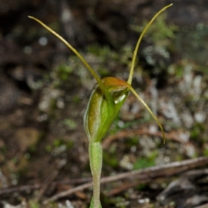 Pterostylis pedoglossa at Sassafras, NSW - suppressed