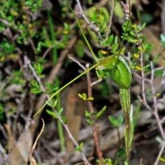 Pterostylis pedoglossa (Prawn Greenhood) at Tianjara, NSW - 17 Mar 2012 by AlanS