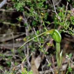 Pterostylis pedoglossa at Tianjara, NSW - suppressed