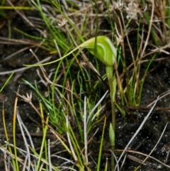 Pterostylis pedoglossa at Tianjara, NSW - suppressed