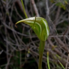 Pterostylis pedoglossa at Tianjara, NSW - 18 Mar 2012