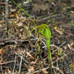 Pterostylis pedoglossa at Tianjara, NSW - 18 Mar 2012