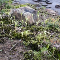 Pterostylis pedoglossa (Prawn Greenhood) at Sassafras, NSW - 17 Mar 2012 by AlanS