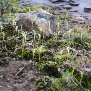 Pterostylis pedoglossa at Sassafras, NSW - 18 Mar 2012