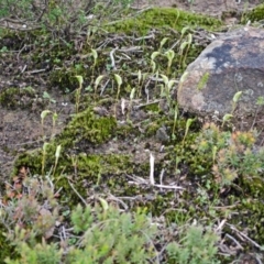 Pterostylis pedoglossa at Sassafras, NSW - 18 Mar 2012