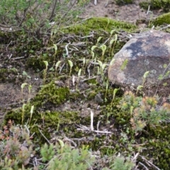 Pterostylis pedoglossa at Sassafras, NSW - 18 Mar 2012