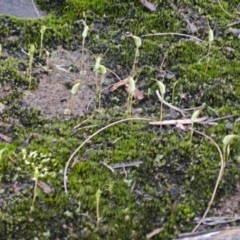 Pterostylis pedoglossa at Sassafras, NSW - 18 Mar 2012