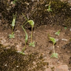 Pterostylis pedoglossa (Prawn Greenhood) at Sassafras, NSW - 22 Mar 2015 by AlanS