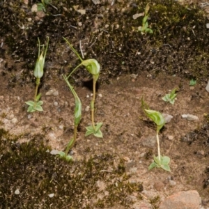 Pterostylis pedoglossa at Sassafras, NSW - suppressed