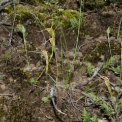 Pterostylis pedoglossa at Sassafras, NSW - 23 Mar 2015