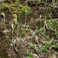 Pterostylis pedoglossa at Sassafras, NSW - 23 Mar 2015