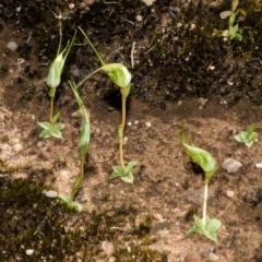 Pterostylis pedoglossa at Sassafras, NSW - 23 Mar 2015