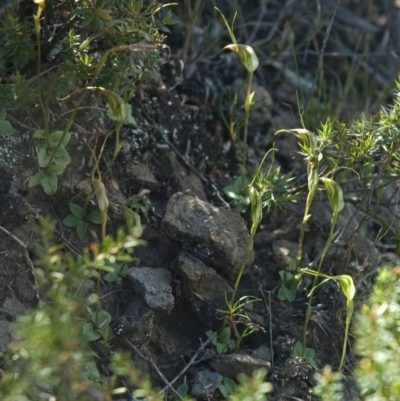 Pterostylis pedoglossa (Prawn Greenhood) at Morton National Park - 14 Apr 2011 by AlanS