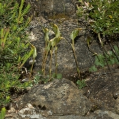 Pterostylis pedoglossa at Sassafras, NSW - 15 Apr 2011