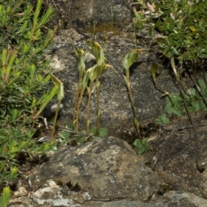 Pterostylis pedoglossa at Sassafras, NSW - 15 Apr 2011