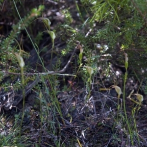 Pterostylis pedoglossa at Sassafras, NSW - 15 Apr 2011