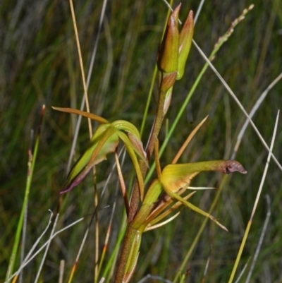 Cryptostylis subulata (Cow Orchid) at Kinghorne, NSW - 11 Nov 2014 by AlanS