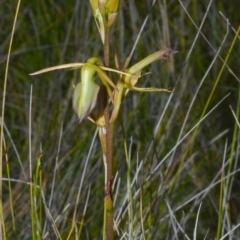Cryptostylis subulata at Kinghorne, NSW - suppressed