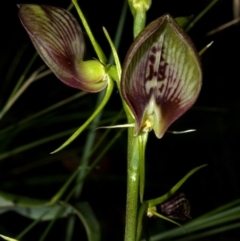 Cryptostylis erecta (Bonnet Orchid) at Jervis Bay National Park - 7 Jan 2009 by AlanS