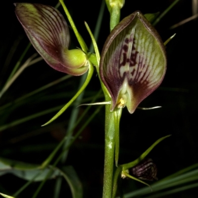 Cryptostylis erecta (Bonnet Orchid) at Comberton, NSW - 8 Jan 2009 by AlanS