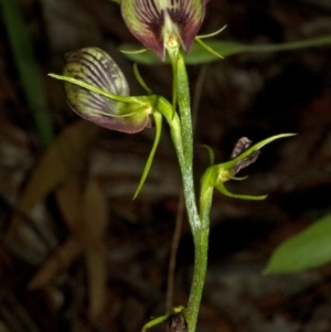 Cryptostylis erecta at Comberton, NSW - 8 Jan 2009