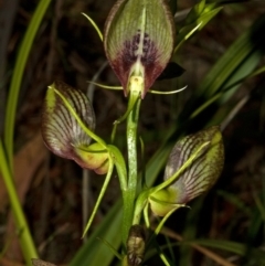 Cryptostylis erecta at Comberton, NSW - suppressed
