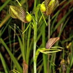 Cryptostylis erecta at Comberton, NSW - suppressed