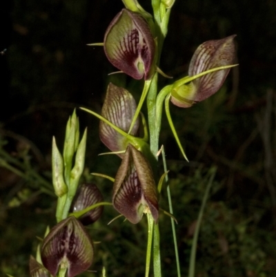 Cryptostylis erecta (Bonnet Orchid) at Bamarang, NSW - 4 Jan 2011 by AlanS