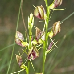Cryptostylis erecta at Bamarang, NSW - suppressed