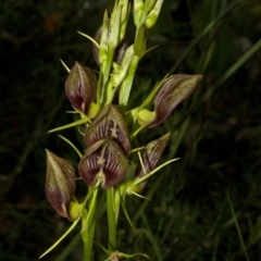 Cryptostylis erecta at Bamarang, NSW - suppressed