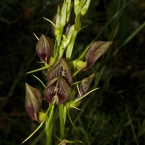 Cryptostylis erecta at Bamarang, NSW - suppressed