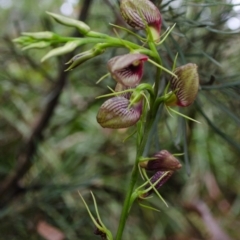 Cryptostylis erecta (Bonnet Orchid) at Sanctuary Point, NSW - 7 Jan 2016 by AlanS