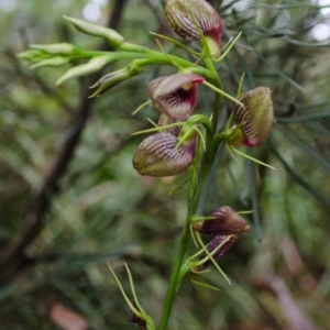 Cryptostylis erecta at Sanctuary Point, NSW - suppressed