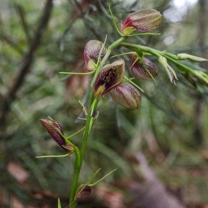 Cryptostylis erecta at Sanctuary Point, NSW - suppressed