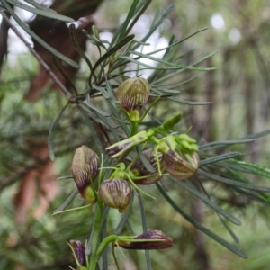 Cryptostylis erecta at Sanctuary Point, NSW - suppressed