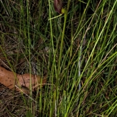 Cryptostylis erecta (Bonnet Orchid) at Saint Georges Basin, NSW - 30 Dec 2009 by AlanS