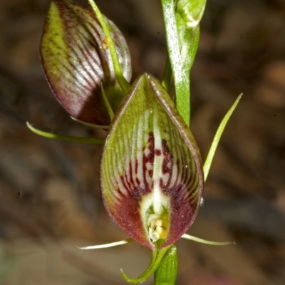 Cryptostylis erecta (Bonnet Orchid) at Jervis Bay National Park - 18 Nov 2005 by AlanS
