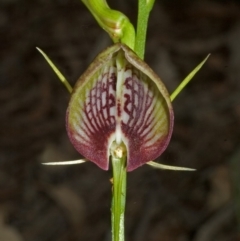 Cryptostylis erecta at Comberton, NSW - suppressed