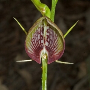 Cryptostylis erecta at Comberton, NSW - 19 Nov 2005