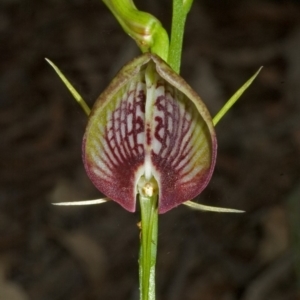 Cryptostylis erecta at Comberton, NSW - suppressed