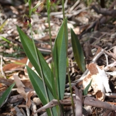 Cryptostylis erecta (Bonnet Orchid) at Sanctuary Point, NSW - 18 Dec 2013 by AlanS