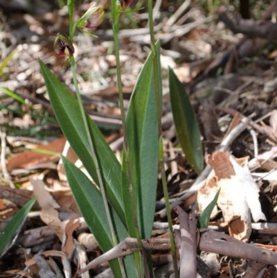 Cryptostylis erecta (Bonnet Orchid) at Sanctuary Point, NSW - 19 Dec 2013 by AlanS